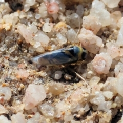 Corixidae (family) at Beechworth, VIC - 24 Aug 2024 by KylieWaldon