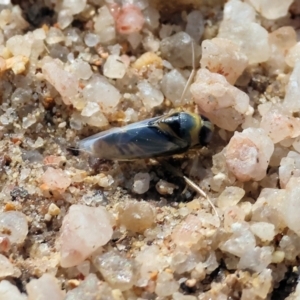 Notonectidae (family) at Beechworth, VIC - 24 Aug 2024 10:37 AM
