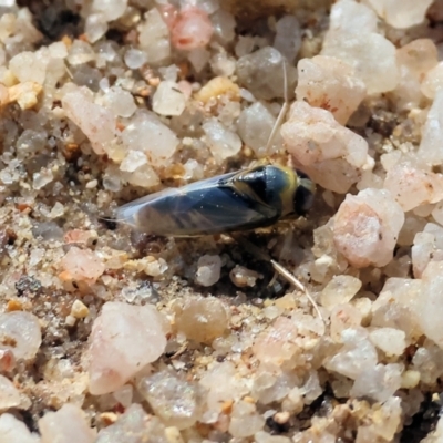 Notonectidae (family) (Backswimmer) at Beechworth, VIC - 24 Aug 2024 by KylieWaldon