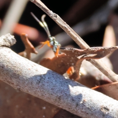 Braconidae (family) at Beechworth, VIC - 24 Aug 2024 by KylieWaldon