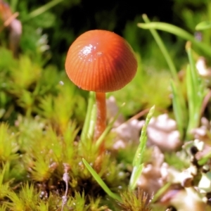 Galerina sp. at Beechworth, VIC - 24 Aug 2024