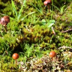 Galerina sp. at Beechworth, VIC - 24 Aug 2024