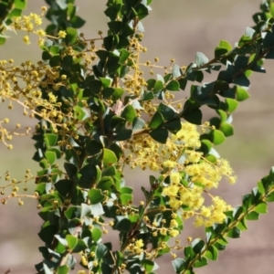 Acacia pravissima at Wooragee, VIC - 24 Aug 2024