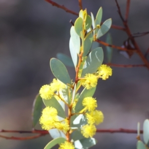 Acacia buxifolia subsp. buxifolia at Wooragee, VIC - 24 Aug 2024 11:03 AM