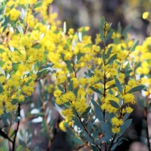 Acacia buxifolia subsp. buxifolia at Wooragee, VIC - 24 Aug 2024