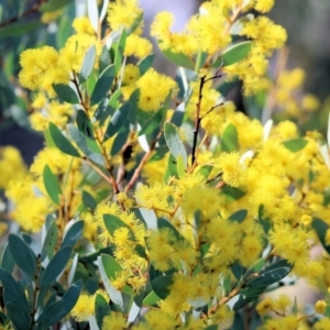 Acacia buxifolia subsp. buxifolia at Wooragee, VIC - 24 Aug 2024