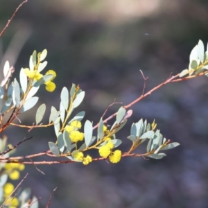 Acacia buxifolia subsp. buxifolia at Wooragee, VIC - 24 Aug 2024