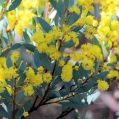 Acacia buxifolia subsp. buxifolia at Wooragee, VIC - 24 Aug 2024