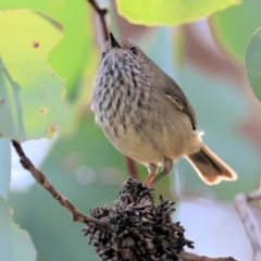 Acanthiza pusilla (Brown Thornbill) at Wooragee, VIC - 24 Aug 2024 by KylieWaldon