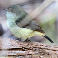 Acanthiza reguloides (Buff-rumped Thornbill) at Wooragee, VIC - 24 Aug 2024 by KylieWaldon