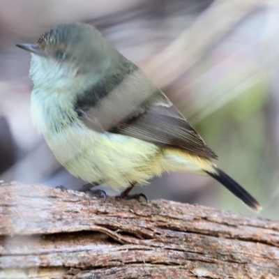 Acanthiza reguloides (Buff-rumped Thornbill) at Wooragee, VIC - 24 Aug 2024 by KylieWaldon