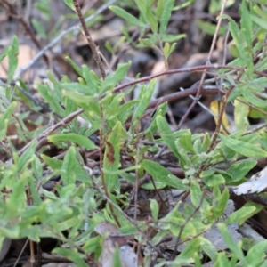 Billardiera scandens at Wooragee, VIC - 24 Aug 2024