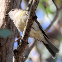 Pachycephala pectoralis (Golden Whistler) at Wooragee, VIC - 24 Aug 2024 by KylieWaldon