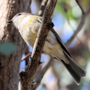 Pachycephala pectoralis at Wooragee, VIC - 24 Aug 2024