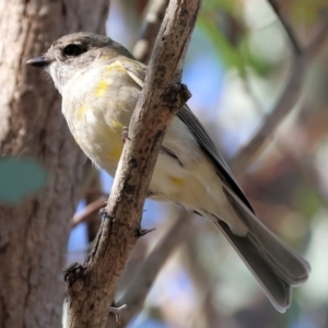 Pachycephala pectoralis at Wooragee, VIC - 24 Aug 2024