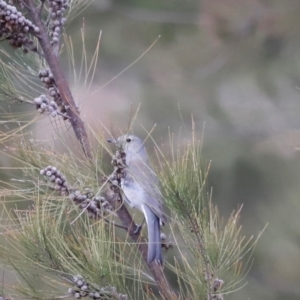 Colluricincla harmonica at Whitlam, ACT - 25 Aug 2024