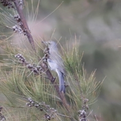 Colluricincla harmonica at Whitlam, ACT - 25 Aug 2024