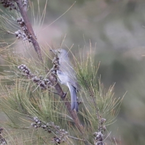 Colluricincla harmonica at Whitlam, ACT - 25 Aug 2024