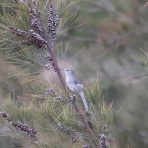 Colluricincla harmonica at Whitlam, ACT - 25 Aug 2024