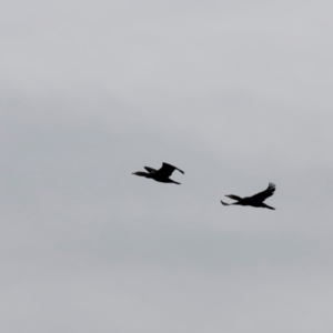 Phalacrocorax carbo at Whitlam, ACT - 25 Aug 2024