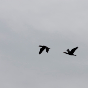 Phalacrocorax carbo at Whitlam, ACT - 25 Aug 2024 10:20 AM