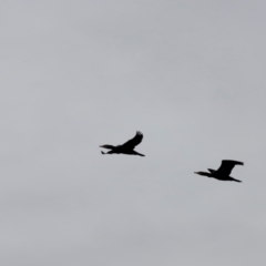 Phalacrocorax carbo at Whitlam, ACT - 25 Aug 2024