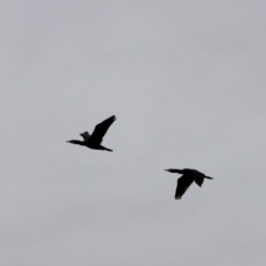 Phalacrocorax carbo at Whitlam, ACT - 25 Aug 2024 10:20 AM