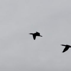 Phalacrocorax carbo at Whitlam, ACT - 25 Aug 2024 10:20 AM