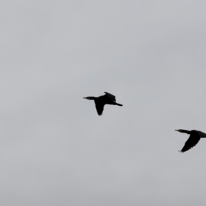 Phalacrocorax carbo at Whitlam, ACT - 25 Aug 2024