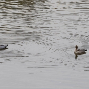 Chenonetta jubata at Whitlam, ACT - 25 Aug 2024 09:46 AM