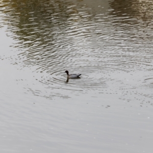 Chenonetta jubata at Whitlam, ACT - 25 Aug 2024 09:46 AM