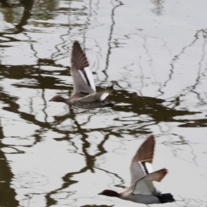 Chenonetta jubata at Whitlam, ACT - 25 Aug 2024 09:46 AM