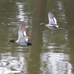 Chenonetta jubata at Whitlam, ACT - 25 Aug 2024 09:46 AM