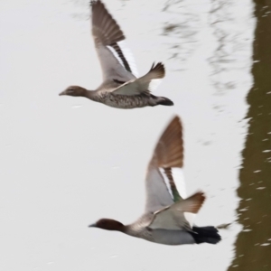 Chenonetta jubata at Whitlam, ACT - 25 Aug 2024 09:46 AM