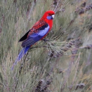 Platycercus elegans at Whitlam, ACT - 25 Aug 2024