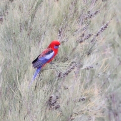 Platycercus elegans at Whitlam, ACT - 25 Aug 2024 10:10 AM