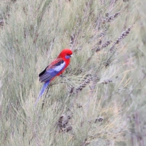 Platycercus elegans at Whitlam, ACT - 25 Aug 2024