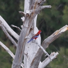 Platycercus elegans at Whitlam, ACT - 25 Aug 2024