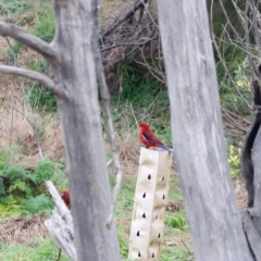 Platycercus elegans at Whitlam, ACT - 25 Aug 2024