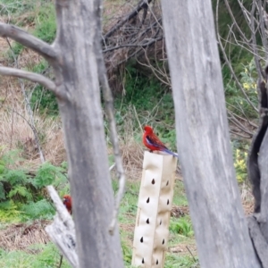 Platycercus elegans at Whitlam, ACT - 25 Aug 2024