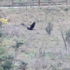 Zanda funerea at Whitlam, ACT - 25 Aug 2024 10:18 AM