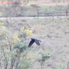 Zanda funerea at Whitlam, ACT - 25 Aug 2024 10:18 AM