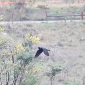 Zanda funerea at Whitlam, ACT - 25 Aug 2024