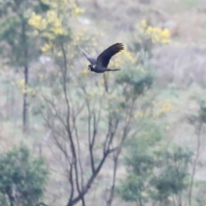 Zanda funerea at Whitlam, ACT - 25 Aug 2024 10:18 AM