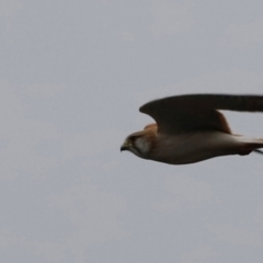 Falco cenchroides (Nankeen Kestrel) at Whitlam, ACT - 25 Aug 2024 by JimL