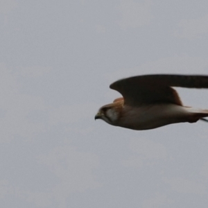 Falco cenchroides at Whitlam, ACT - suppressed