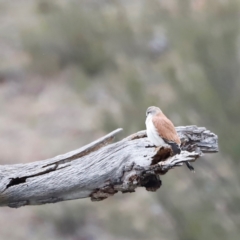 Falco cenchroides at Whitlam, ACT - suppressed