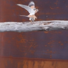 Falco cenchroides at Whitlam, ACT - suppressed