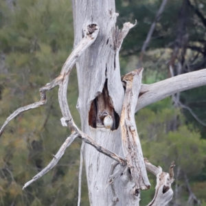 Falco cenchroides at Whitlam, ACT - suppressed