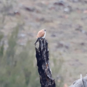 Falco cenchroides at Whitlam, ACT - suppressed